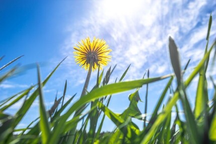 Zentrales Baugrundstück in Meerbusch - Grundstück Meerbusch Kierst | Angebot:24755266