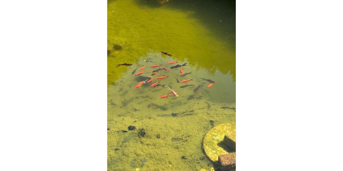 Einfamilienhaus Mettmann - 2 Zimmer, 38 m&sup2;, 54.900&euro; | Angebot:26092386