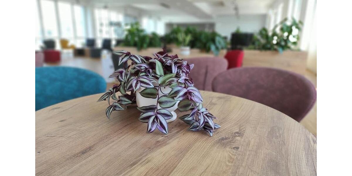 Gewerbeobjekt Neuss Gnadental - 1.200&euro; | Angebot:25966181