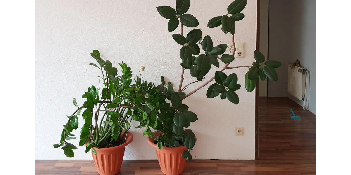 Erdgeschoßwohnung Duisburg Rheinhausen - 2.5 Zimmer, 60 m&sup2;, 82.000&euro; | Angebot:25750792