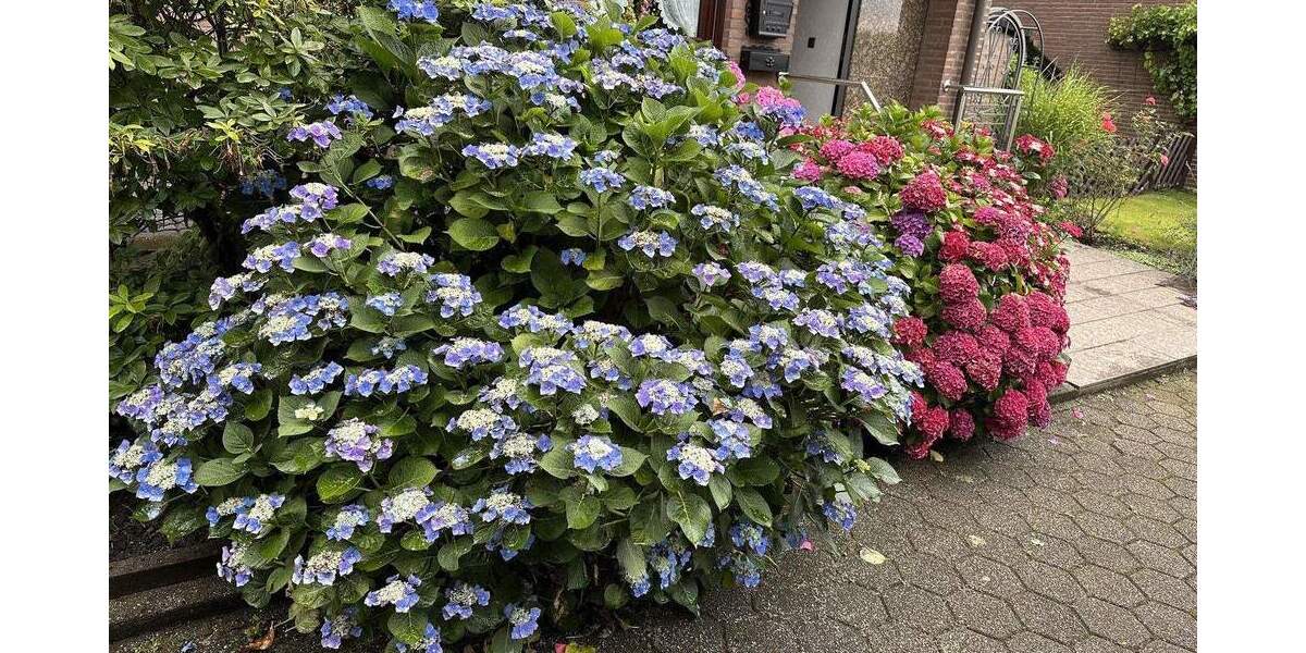 Reihenendhaus Essen Schonnebeck - 5 Zimmer, 145 m&sup2;, 419.000&euro; | Angebot:25749968