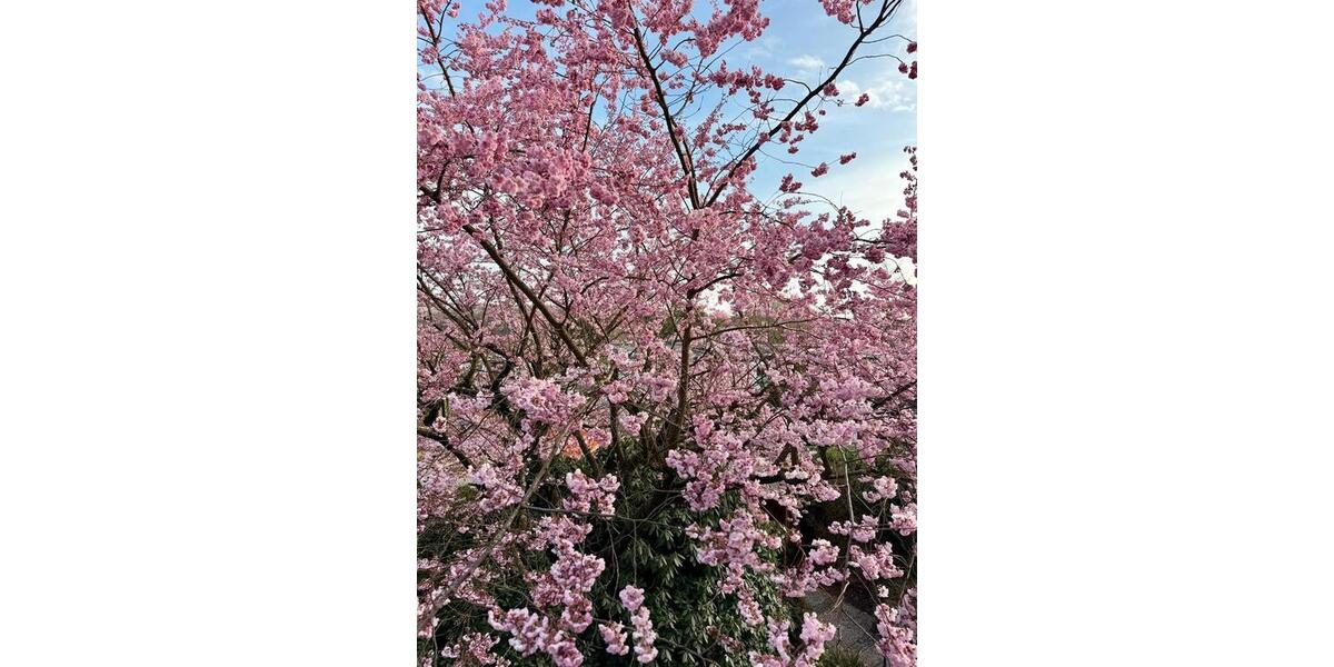 Dachgeschoßwohnung Wuppertal Eckbusch - 3 Zimmer, 90 m&sup2;, 1.190&euro; | Angebot:25510503